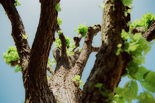 Shape Pattern Of А Long-Term Pruned Tree In Spring