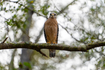 The red-shouldered hawk bird perching on a tree branch looking for prey to hunt in summer forest