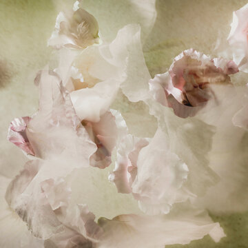 Petals in white