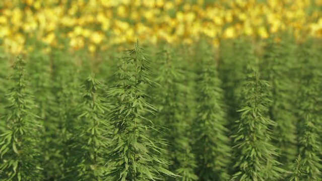 green canabis on marihuana field farm