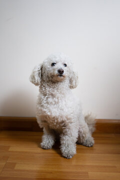 Portrait Of A Cute Dog Before Bath
