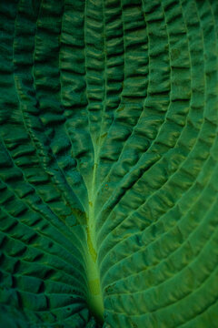 hosta leaf