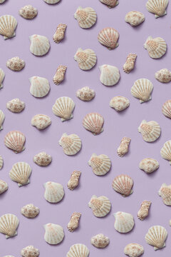 Beautiful sea shells pattern on lilac background.