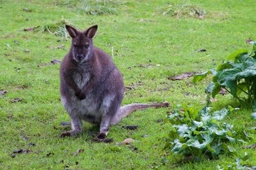 Naklejka na ściany i meble Wallaby kangaroo in the nature