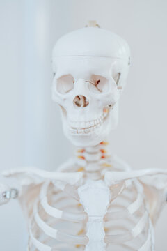 Clean white skeleton