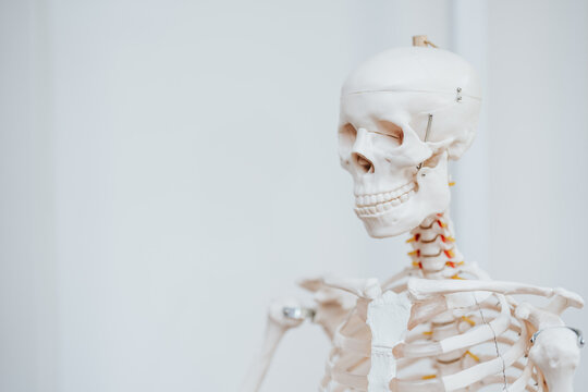 Clean white skeleton