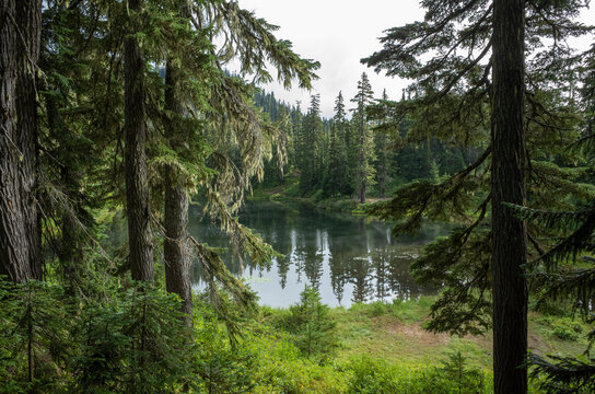 Alpine lake and lush, old growth forest, Cascade Range,, Washington