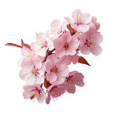 Fototapeta A sakura is the flower of a Japanese cherry tree obraz