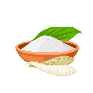 Vector illustration, Maranta arundinacea flour, known as maranta or arrowroot, isolated on white background.