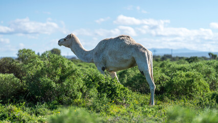 White dromedary at a private reserve near Addo Elephant National Park, South Africa