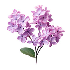Three isolated lilac flowers on a transparent background
