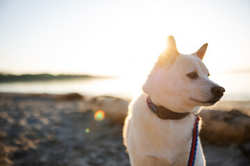 Pet portrait outside in morning back light.