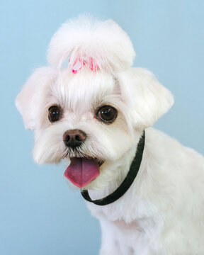 A stylish portrait of a small dog after a visit to the grooming salon