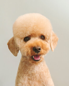A stylish portrait of a small dog after a visit to the grooming salon