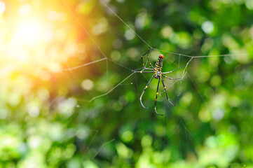big spider Build webs to catch prey in the forest.
