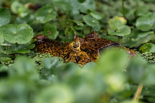 Alligator Peering Over Vegetation in the Water