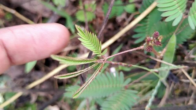 touch me not plant leaves fold inward and droop when touched with finger 4k