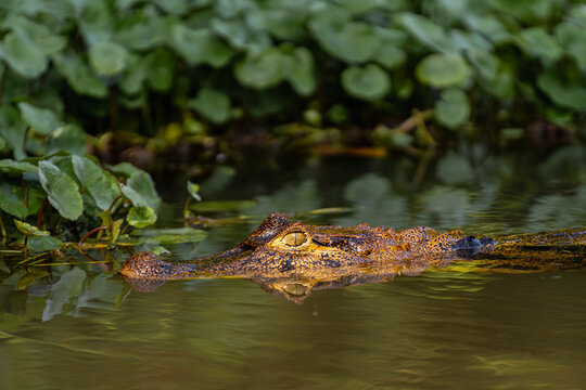 Alligator Peeking Above the Water's Surface