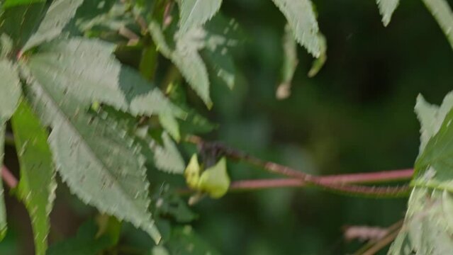 abelmoschus manihot , aibika plant flower close up shot 4k