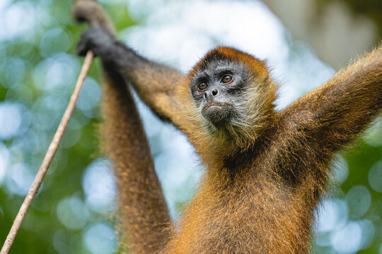 Portrait of a spider monkey
