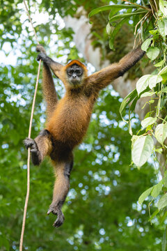 Vertical image of a spider monkey looking at the camera