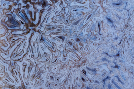 coral skeleton fossil crystal jade agate texture detail