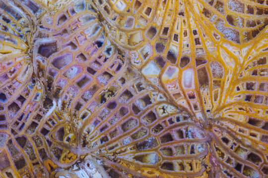 coral skeleton fossil crystal jade agate texture detail