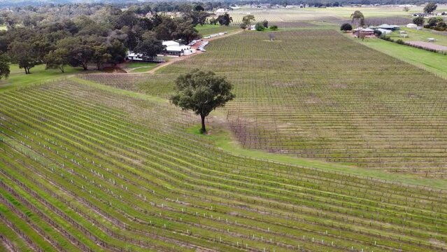 Winery With Large Tree In Centre Of Row Of Vines, Aerial Dolly Left Shot