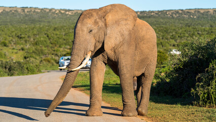 Close encounter with elephant, Addo Elephant National Park, South Africa