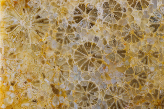 coral skeleton fossil crystal jade agate texture detail