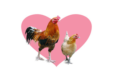 Chicken and hens pink heart form  background
