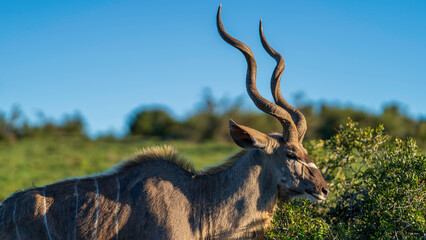 Bull kudu grazing in the bush, Addo Elephant National Park, South Africa