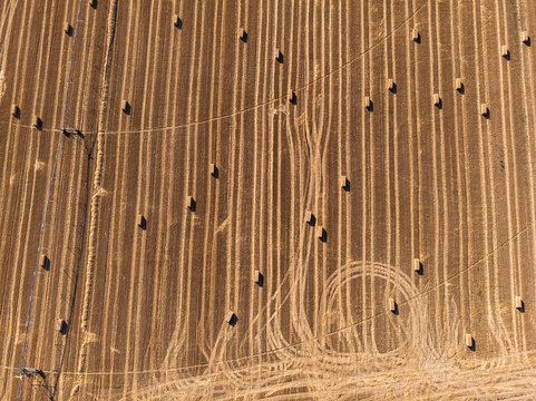 Wheat fields harvesting landscape