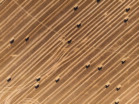 Wheat fields harvesting landscape