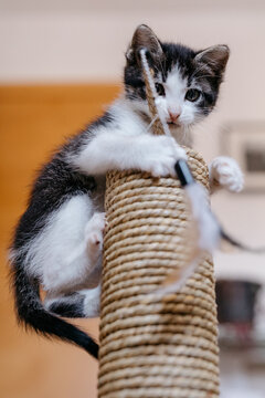 Little kitten climbed on a scratching post