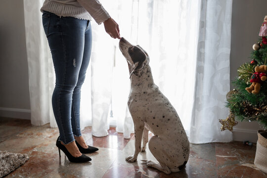 woman at home with her pointer dog commanding him to sit