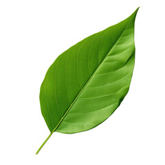 Obraz premium Macro close up of isolated fresh green mango leaves on transparent background with stunning detailed vein texture Clipping path provided Exemplifies tropical concept