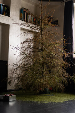 Before after:Festive, Christmas tree vs dried-out needles on floor