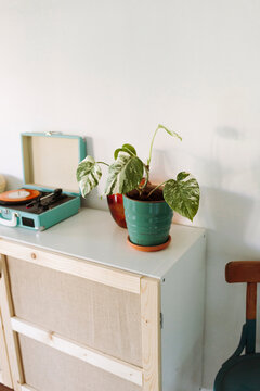 Monstera variegated plant