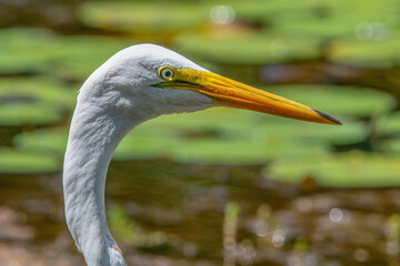 Great Egret in Washburn Memorial Park, Massachusetts