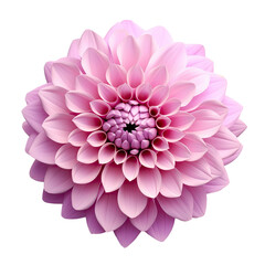 Gorgeous Dahlia blooms in shades of fuchsia lilac or pink