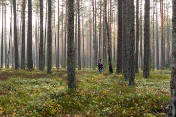 Fall autumn forest at early morning, woman hiking exploring nature