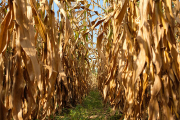 Dried corn field in the farm garden, corn pods on stalks