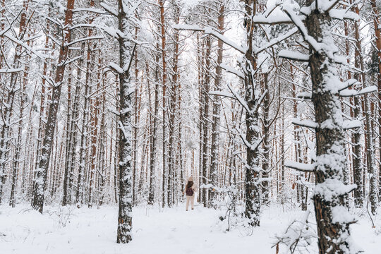 Winter forest with cover snow trees, female hiker exploring nature 