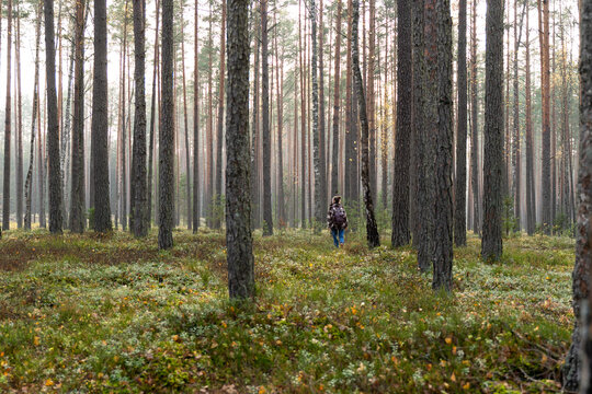 Fall autumn forest at early morning, woman hiking exploring nature 