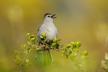 Gray Catbird