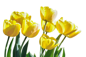 tulip transparent background