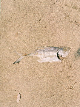 Dead fish buried in the sand on the beach