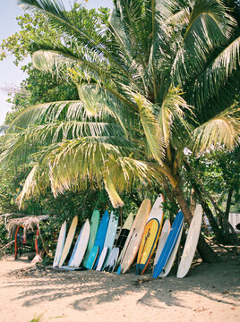 Surf boards lined up by palm trees