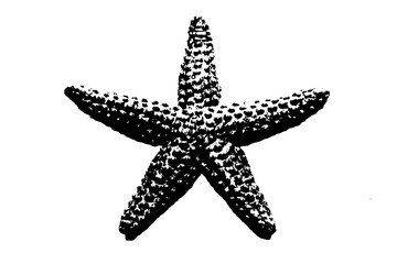 silhouette of starfish isolated on white background, invertebrate animal